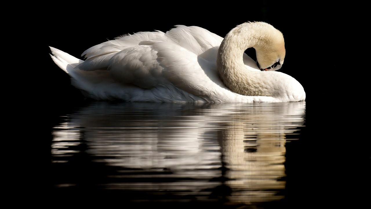 Schwan