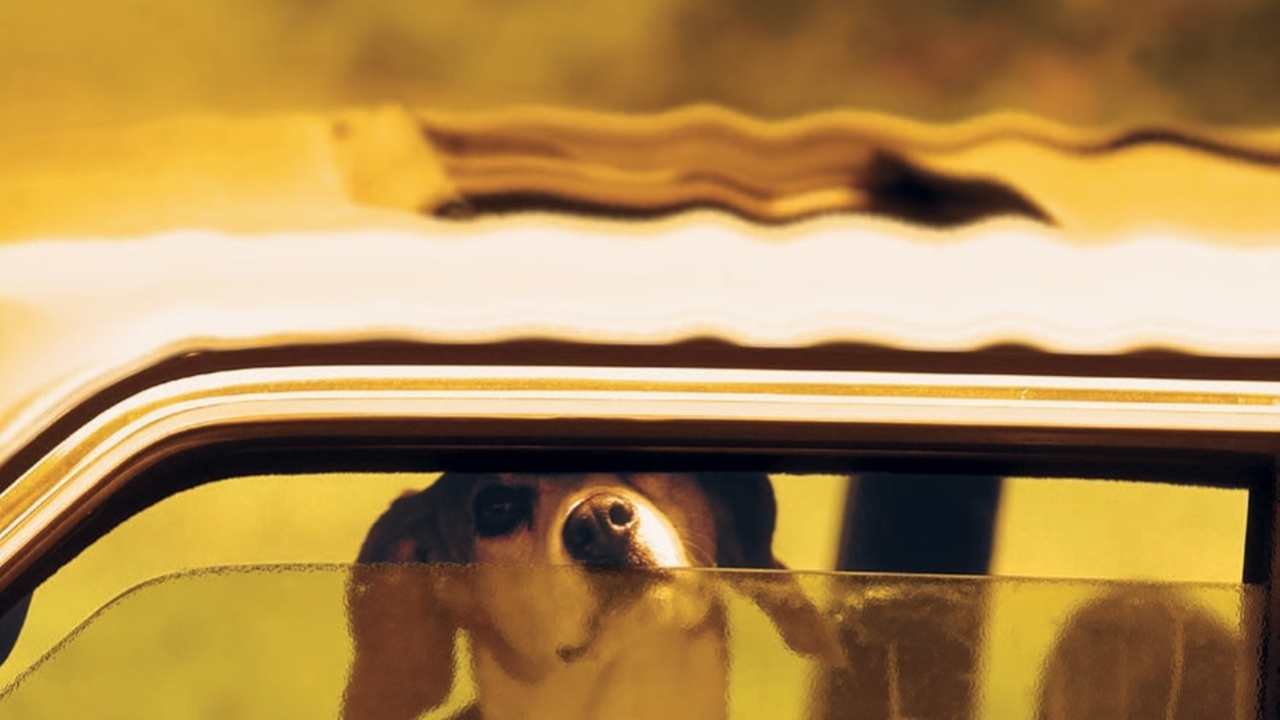 Hund im heissen Auto